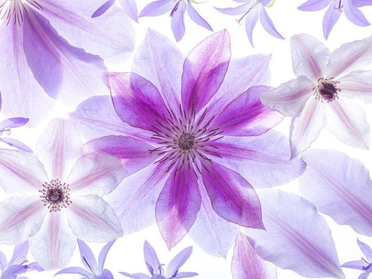 Image Only