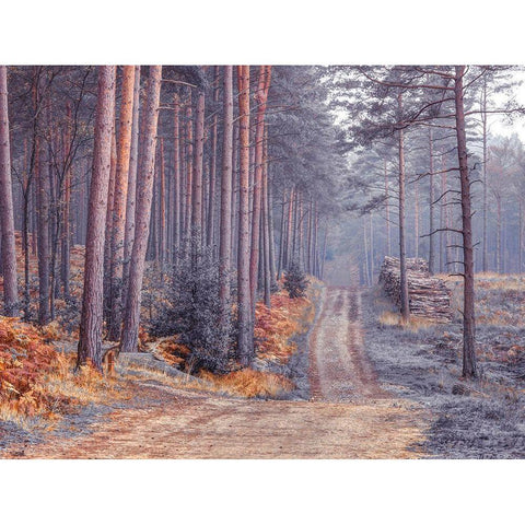 Road through Autumn forest Black Modern Wood Framed Art Print with Double Matting by Frank, Assaf