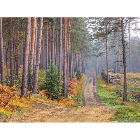 Road through Autumn forest Gold Ornate Wood Framed Art Print with Double Matting by Frank, Assaf