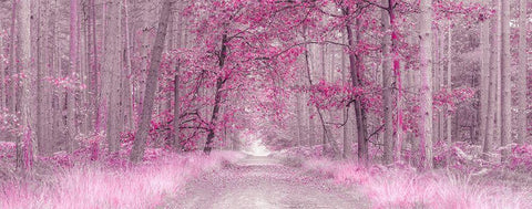 Pathway through Autumn forest, FTBR 1843 Black Ornate Wood Framed Art Print with Double Matting by Frank, Assaf