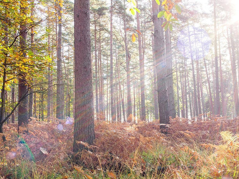 Sun rays in forest Black Ornate Wood Framed Art Print with Double Matting by Frank, Assaf