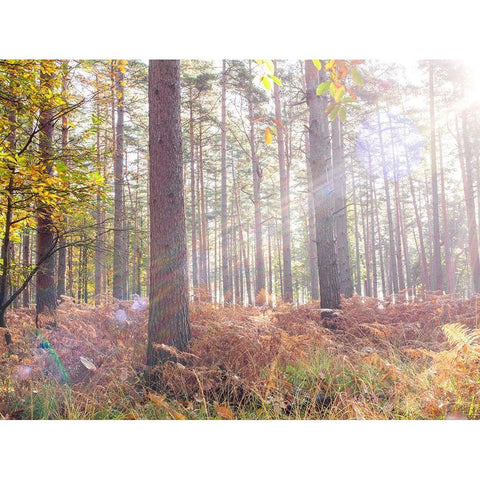 Sun rays in forest White Modern Wood Framed Art Print by Frank, Assaf