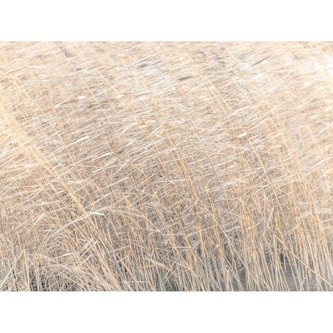 Brown reeds growing in water Black Modern Wood Framed Art Print with Double Matting by Frank, Assaf