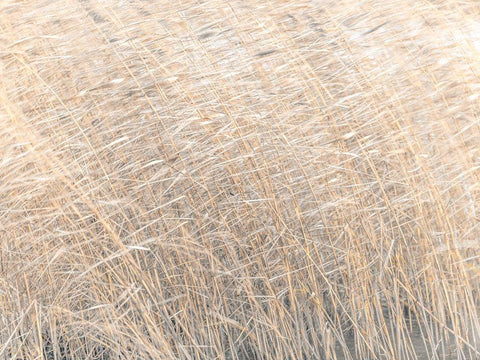 Brown reeds growing in water White Modern Wood Framed Art Print with Double Matting by Frank, Assaf