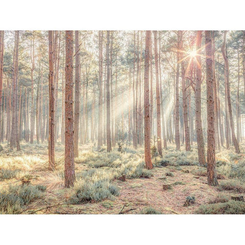 Misty forest with sunrays Black Modern Wood Framed Art Print by Frank, Assaf