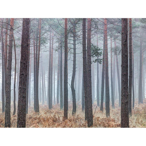 Misty forest with tall trees White Modern Wood Framed Art Print by Frank, Assaf