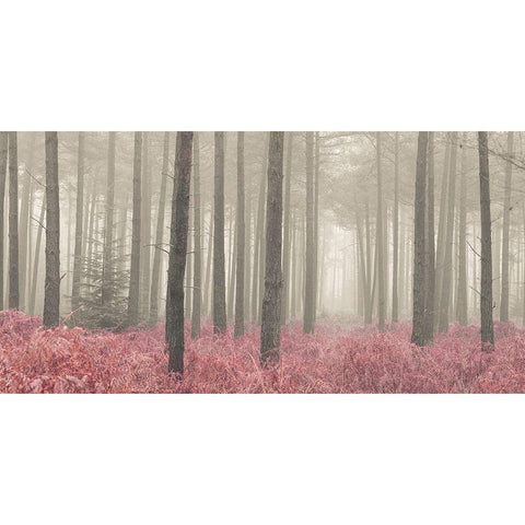 Misty forest with tall trees and foliage, FTBR 1845 Gold Ornate Wood Framed Art Print with Double Matting by Frank, Assaf