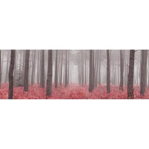 Misty forest with tall trees and foliage, FTBR 1846 White Modern Wood Framed Art Print by Frank, Assaf