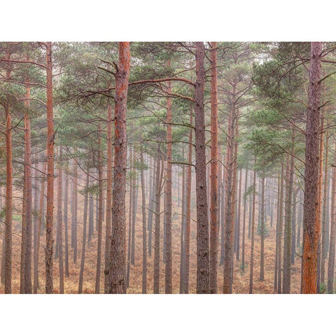Misty forest with tall trees Gold Ornate Wood Framed Art Print with Double Matting by Frank, Assaf