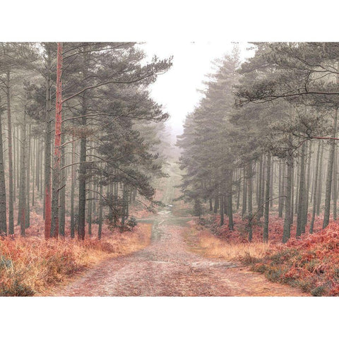 Pathway through misty forest, FTBR 1847 White Modern Wood Framed Art Print by Frank, Assaf