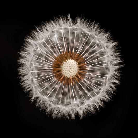 Image Only