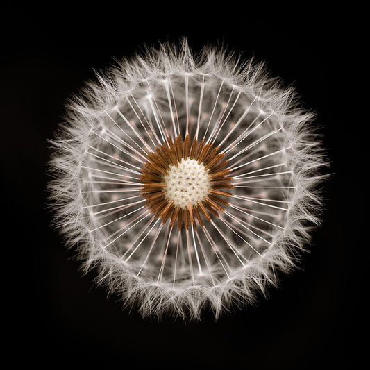 Image Only