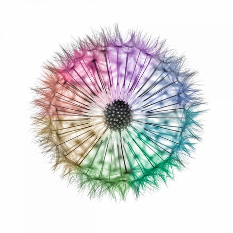 Dandelion Clock over white background Black Modern Wood Framed Art Print by Frank, Assaf