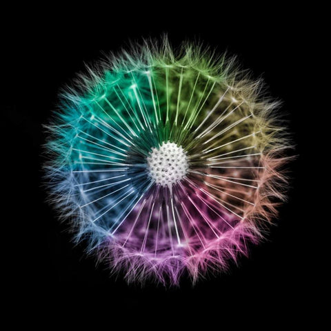 Dandelion Clock over black background Gold Ornate Wood Framed Art Print with Double Matting by Frank, Assaf