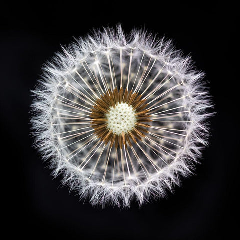 Dandelion Clock White Modern Wood Framed Art Print with Double Matting by Frank, Assaf