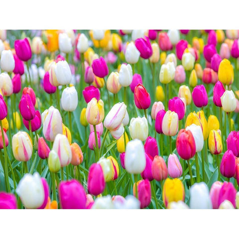 Tulips in garden White Modern Wood Framed Art Print by Frank, Assaf