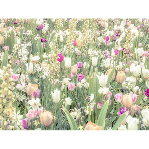 Colorful Tulip flowers Black Modern Wood Framed Art Print by Frank, Assaf