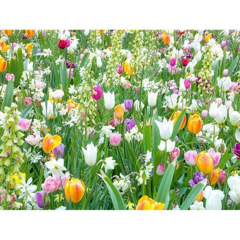 Colorful Tulip flowers White Modern Wood Framed Art Print by Frank, Assaf