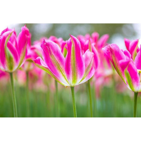 Colorful Tulip flowers Black Modern Wood Framed Art Print by Frank, Assaf