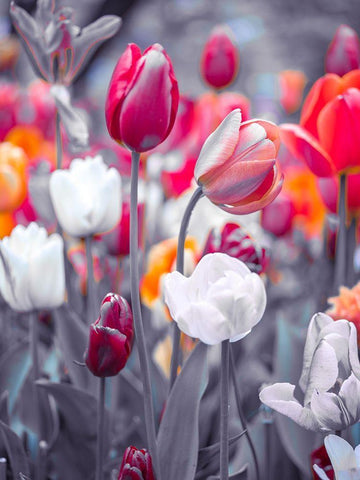 Colorful Tulip flowers White Modern Wood Framed Art Print with Double Matting by Frank, Assaf