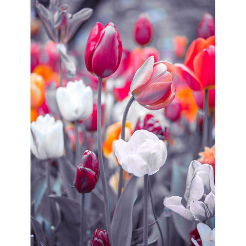Colorful Tulip flowers White Modern Wood Framed Art Print by Frank, Assaf