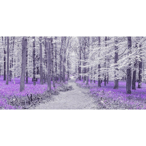 Path through bluebell forest, FTBR 1848 White Modern Wood Framed Art Print by Frank, Assaf