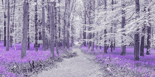 Image Only