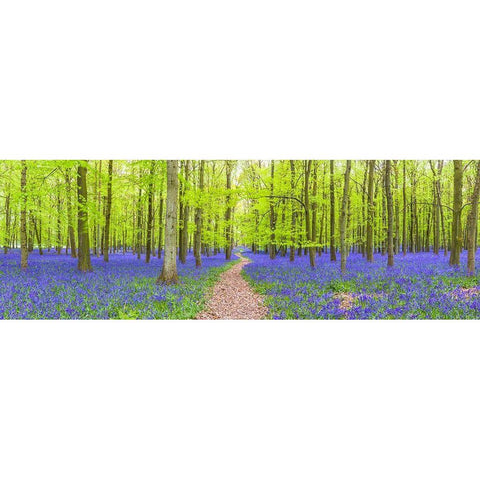 Bluebells Black Modern Wood Framed Art Print with Double Matting by Frank, Assaf