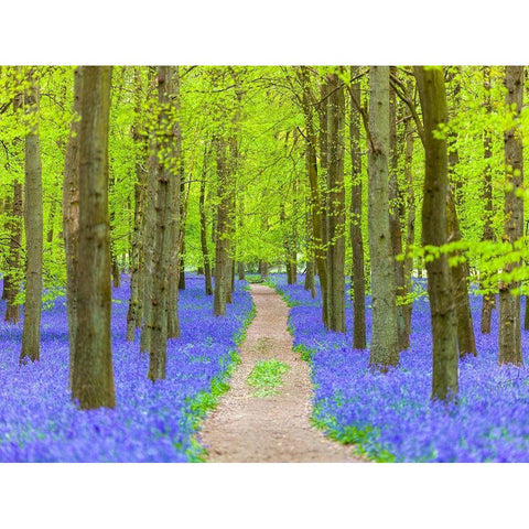 Bluebell path Black Modern Wood Framed Art Print with Double Matting by Frank, Assaf