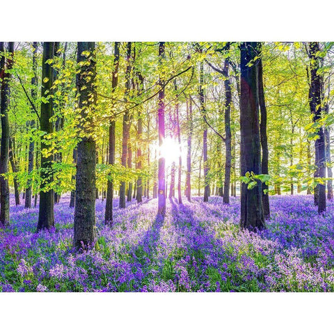 Bluebells White Modern Wood Framed Art Print by Frank, Assaf
