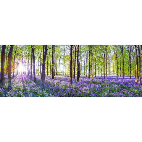 Bluebells White Modern Wood Framed Art Print by Frank, Assaf