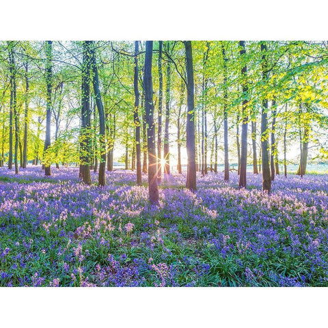 Bluebells Black Modern Wood Framed Art Print with Double Matting by Frank, Assaf