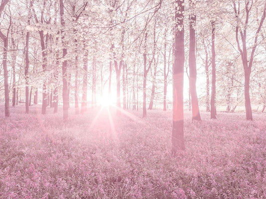 Image Only