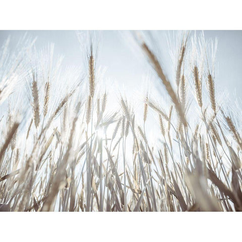 Sun rays through barley filed White Modern Wood Framed Art Print by Frank, Assaf