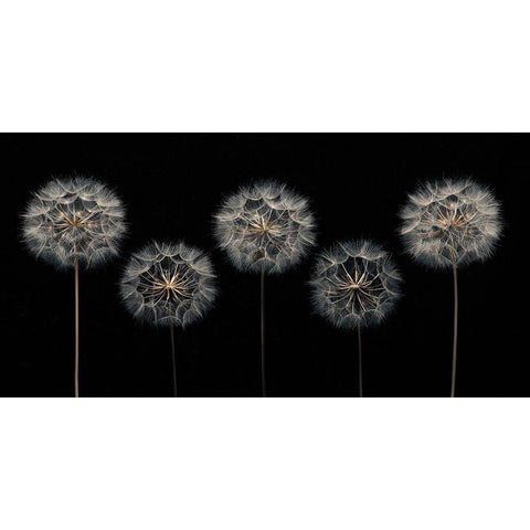 Dandelion flowers over black background White Modern Wood Framed Art Print by Frank, Assaf
