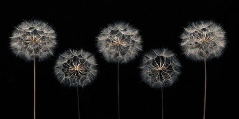 Dandelion flowers over black background White Modern Wood Framed Art Print with Double Matting by Frank, Assaf