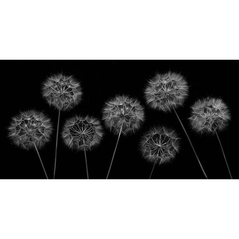 Dandelion flowers over black background Gold Ornate Wood Framed Art Print with Double Matting by Frank, Assaf