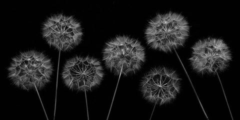Dandelion flowers over black background Black Ornate Wood Framed Art Print with Double Matting by Frank, Assaf