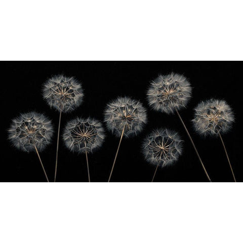 Dandelion flowers over black background White Modern Wood Framed Art Print by Frank, Assaf