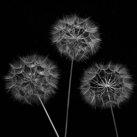 Dandelion flowers over black background Black Ornate Wood Framed Art Print with Double Matting by Frank, Assaf
