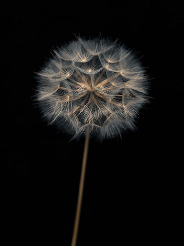 Dandelion flower over black background White Modern Wood Framed Art Print with Double Matting by Frank, Assaf