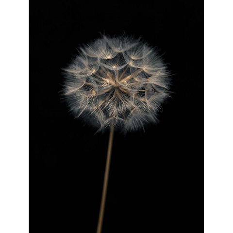 Dandelion flower over black background Gold Ornate Wood Framed Art Print with Double Matting by Frank, Assaf