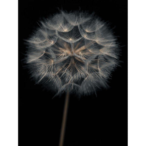 Dandelion flower over black background Gold Ornate Wood Framed Art Print with Double Matting by Frank, Assaf