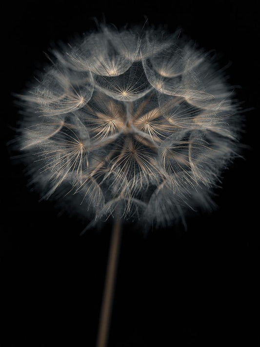 Image Only