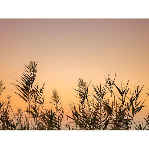 Reeds Black Modern Wood Framed Art Print by Frank, Assaf