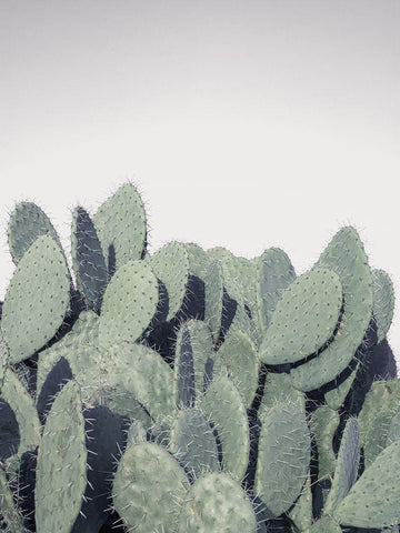 Cacti White Modern Wood Framed Art Print with Double Matting by Frank, Assaf