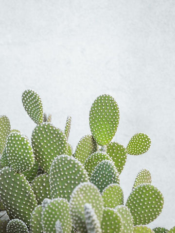 Cactus plant White Modern Wood Framed Art Print with Double Matting by Frank, Assaf