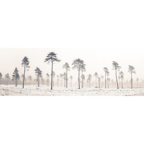 Snowy forest in winter White Modern Wood Framed Art Print by Frank, Assaf