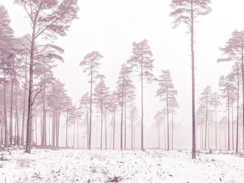 Snowy forest in winter White Modern Wood Framed Art Print with Double Matting by Frank, Assaf