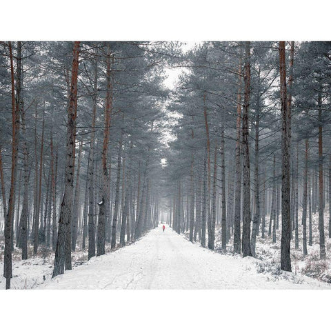 Pathway through snowy forest, FTBR-1912 Gold Ornate Wood Framed Art Print with Double Matting by Frank, Assaf